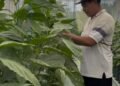 Dari Lahan 2,5 Are ke Pasar Hotel, Dukungan BRI Dongkrak Paprika Organik Bernilai Tinggi