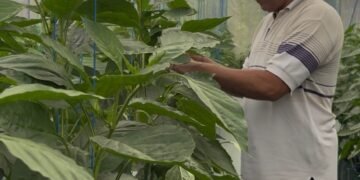 Dari Lahan 2,5 Are ke Pasar Hotel, Dukungan BRI Dongkrak Paprika Organik Bernilai Tinggi