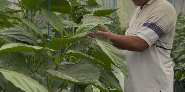 Dari Lahan 2,5 Are ke Pasar Hotel, Dukungan BRI Dongkrak Paprika Organik Bernilai Tinggi