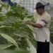 Dari Lahan 2,5 Are ke Pasar Hotel, Dukungan BRI Dongkrak Paprika Organik Bernilai Tinggi