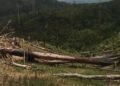 Warga Soroti Dugaan Perusakan TN Rawa Aopa Watumohai