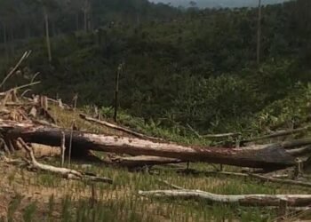 Warga Soroti Dugaan Perusakan TN Rawa Aopa Watumohai