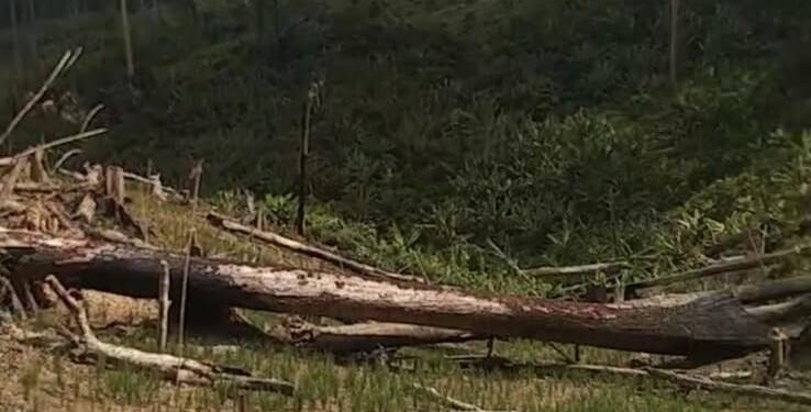 Warga Soroti Dugaan Perusakan TN Rawa Aopa Watumohai